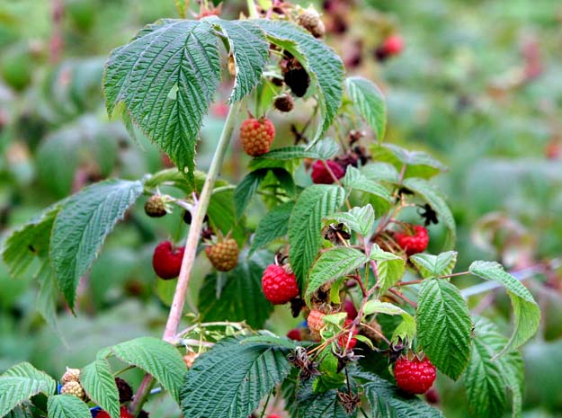 Abutilon indicum